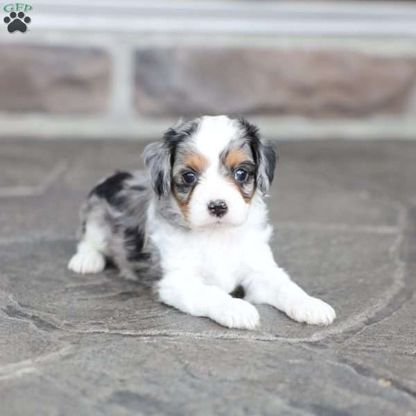 Barkley, Cavapoo Puppy